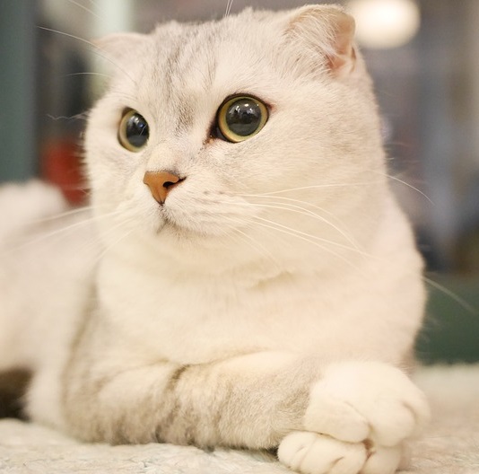 猫の1番安い・低価格の種類は?適正販売価格はいくら? ペットブログ